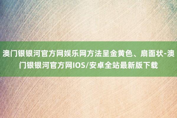 澳门银银河官方网娱乐网方法呈金黄色、扇面状-澳门银银河官方网IOS/安卓全站最新版下载